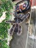 8EE10642-30BD-4D09-955D-3BFD51686A0D.jpeg
