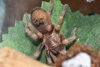 B smithi ex annitha.JPG