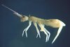 WhiteSpringtail-collembola-1.jpg