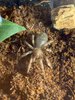 smithi.jpg