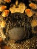 tarantulas 022.jpg