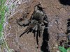 Grammostola quirogai Montes De Oca et al. 2015, female, nr. Tacuarembó, Uruguay.jpg