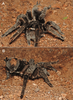 Grammostola-quirogai-releasing-urticating-setae-by-friction-with-hindlegs-a-release.png