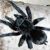 grammostola-pulchra-l34.jpg