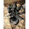 brazilian_black_tarantula_grammostola_pulchra_5.jpg