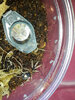 20180506_C elegans sling.jpg