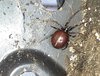 Spider.jpg Spider.jpg
