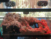 deimos_p-imperator_age-36-weeks_new-enclosure_angle-shot.jpg