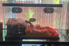 deimos_p-imperator_age-36-weeks_new-enclosure_wide-shot.jpg