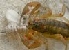 6-14-12scorpion.jpg 6-14-12scorpion.jpg