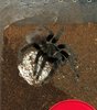 Mom T. vagans with Egg Sac 5-5-20.jpg