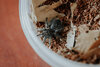 Tarantuals1-72.jpg