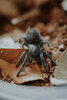 Tarantuals1-6.jpg