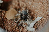 Tarantuals1-121.jpg