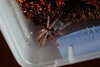 Tarantuals1-18.jpg