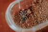 Tarantuals1-25.jpg