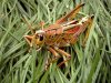 grasshopper 006.jpg