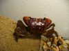 crab 2.JPG