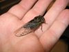 cicada 001 (Small).jpg