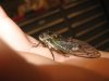 cicada 002 (Small).jpg