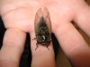 cicada 003 (Small).jpg
