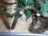 Snake-Aug-2007 016.jpg