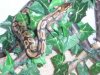 Snake-Aug-2007 011.jpg