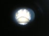 rudollfi spermeatheaca (Small).JPG