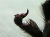 B rudloffi bulb (1) (Small).JPG