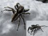 Gray Wall Jumping - Menemerus bivittatus Spider - Florida_source unknown.jpg Gray Wall Jumping - Menemerus bivittatus Spider - Florida_source unknown.jpg