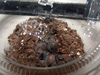 M. balfouri slings eating2.png