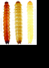 Larvae-of-Zopheridae-sensu-Slipinski-Lawrence-dorsal-A-C-A-Hyporhagus-sp.png