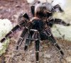 w tarantula lasiodora parahybana f at about nine pt five inches 1 mini.jpg