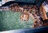 copy of 5 ball pythons in holding tank while cages are cleaned.jpg