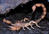 northernscorpion_lsg_jrt.jpg