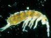 springtail.jpg