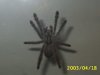 spiders 001.jpg