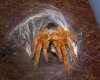 tarantulas 071.jpg