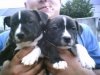 diesel and piper (63) (Small).jpg