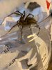 November Grass spider.jpg
