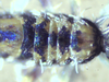 Entomobrya_sp._abdomen1.png