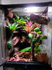 Gecko enclosure.jpg