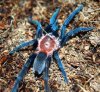 Holothele sp[1]. Tachira 002.jpg