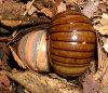 pillmolt.jpg