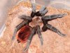 bvagans new molt4808.JPG