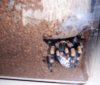 bsmithi75days.jpg