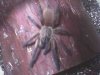 Monocentropus balfouri.jpg