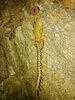 scorpioncentipede_color1.jpg