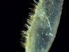 Nesodillo_sp._PhipunTiger_Leg1_propodus.png