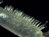 Nesodillo_sp._PhipunTiger_Leg2_propodus.png